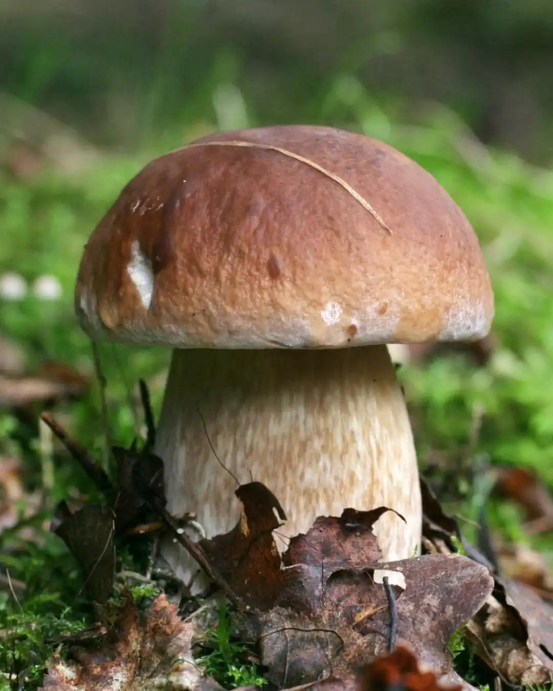 La Serata dei Funghi